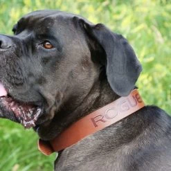 Rogue Fitness Rogue Leather Dog Collar -Rogue Fitness Shop DOGCOLLAR web4 ongtvp
